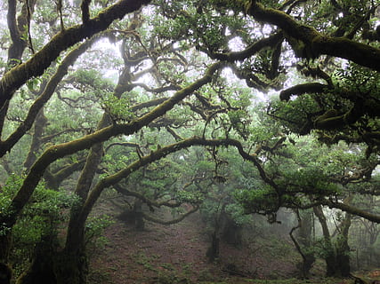 alberi forestali, tilde, albero, volante, vecchio albero, natura, ramoscelli, tronco, foresta, paesaggio, legna, parco, verde, albero bagnato, fungo, umidità, laurisilva, naturale, all'aperto, pianta, crescita, ramo, la tranquillità, bellezza nella natura, giorno, nessuno, terra, colore verde, Inquadratura dal basso, tronco d'albero, fogliame lussureggiante, parte vegetale, fogliame, ambiente, foresta pluviale, baldacchino di albero, 2K, CC0, dominio pubblico, privo di copyright