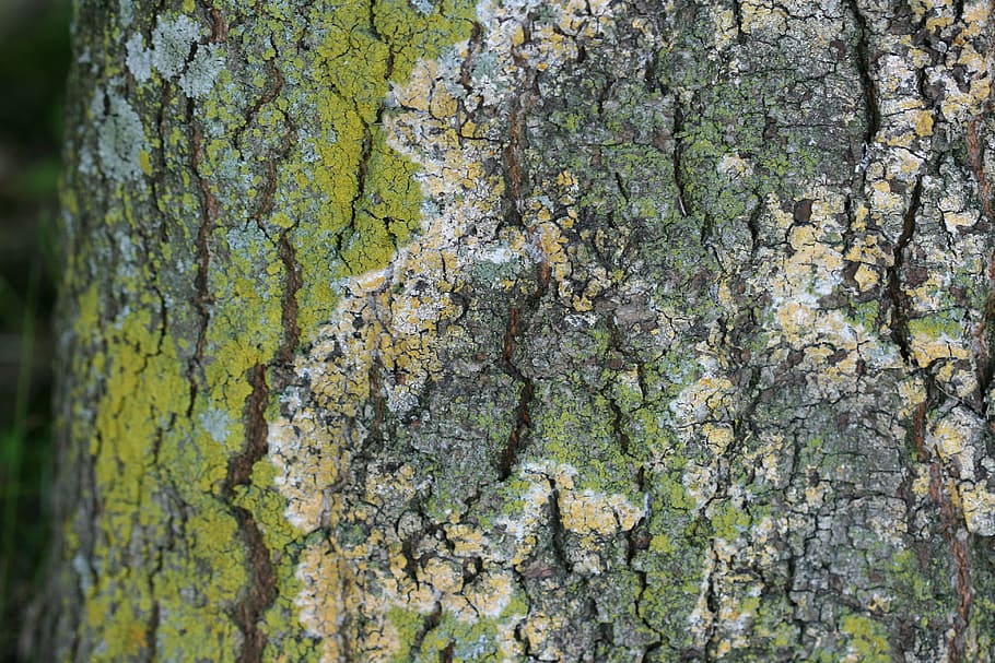 latra, textură, mușchi, licheni, copac, trompă, plantă, natural, botanic, organic, botanică, iarbă, agricultură, în aer liber, mediu inconjurator, horticultură, vegetație, natură, fundaluri, model, a închide, pădure, texturată, abstract, macro, trunchi de copac, stare brută, material, maro, nici o persoana, zi, cadru complet, creştere, lichen, plante scoarță, frumusețe în natură, texturat efect, 4K
