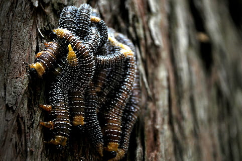 cucs, plaga, insectes, arbre, bosc, naturalesa, fusta, molts, un animal, animals a la natura, temes d'animals, fauna animal, tronc de l'arbre, primer pla, cap gent, dia, animal, tronc, insecte, invertebrat, textura, planta, material de fusta, centrar-se en primer pla, a l'aire lliure, patró natural, 1080P, CC0, domini públic, lliure de regalies