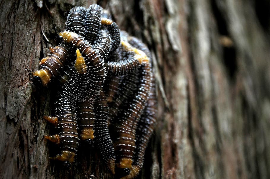 cucs, plaga, insectes, arbre, bosc, naturalesa, fusta, molts, un animal, animals a la natura, temes d'animals, fauna animal, tronc de l'arbre, primer pla, cap gent, dia, animal, tronc, insecte, invertebrat, textura, planta, material de fusta, centrar-se en primer pla, a l'aire lliure, patró natural, 1080P