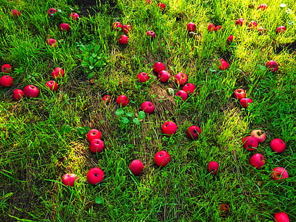 inesperat, poma, fruita, vermell, prat, horta, madur, fruites, planta, menjar, menjar i beguda, herba, terra, camp, frescor, naturalesa, creixement, cap gent, dia, color verd, alimentació saludable, bellesa a la natura, a l'aire lliure, vista d’angle alt, fruita de poma, tranquil·litat, 4K, CC0, domini públic, lliure de regalies