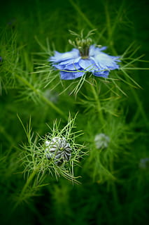 brotar, macro, flor, azul, jardim, plantar, planta com flores, fragilidade, crescimento, vulnerabilidade, frescura, beleza na natureza, cor verde, fechar-se, natureza, roxa, inflorescência, ninguém, pétala, foco seletivo, cabeça de flor, dia, terra, 5K, CC0, domínio público, royalty free
