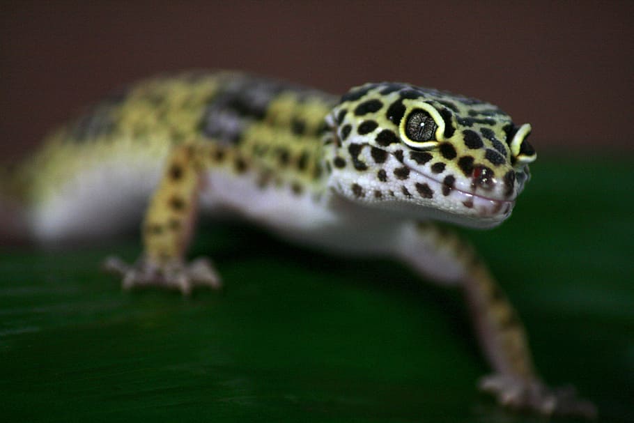 gecko, llangardaix, leoperdgecko, naturalesa, criatura, rèptil, animal, mascota, temes d'animals, un animal, fauna animal, primer pla, animals a la natura, vertebrats, cap gent, enfocament selectiu, part del cos dels animals, centrar-se en primer pla, color verd, tacat, a l'aire lliure, marques d’animals, dia, cap d’animals, ull d’animals, 4K