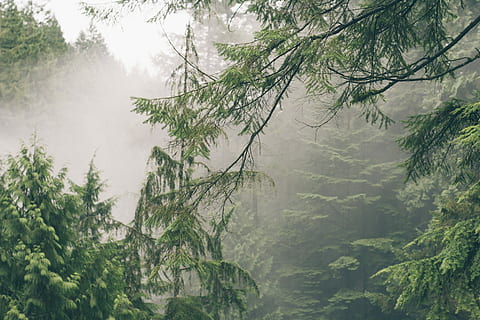 Kiefer, bedeckt, Nebel, Bäume, Baum, Wald, Natur, saisonal, Ast, dick, Winter, Morgennebel, Grün, Pflanze, Schönheit in der Natur, Wachstum, Ruhe, keine Leute, Land, Tag, grüne Farbe, Nicht-städtische Szene, Szenen - Natur, ruhige Szene, draußen, Umgebung, Flachwinkelansicht, Regen, Nadelbaum, 5K, CC0, gemeinfrei, lizenzfrei