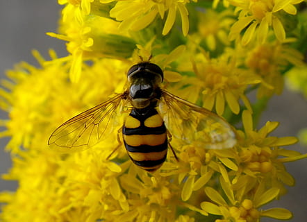 blomsterfluer, insekt, makro, dyre temaer, blomst, ett dyr, blomstrende plante, dyr i naturen, dyreliv, dyr, virvelløse, anlegg, skjønnhet i naturen, petal, skjørhet, sårbarhet, natur, nærbilde, blomsterhodet, gul, friskhet, ingen folk, dyrfløyen, pollinering, utendørs, sommerfugl - insekt, 2K, CC0, offentlig domene, opphavsrett gratis