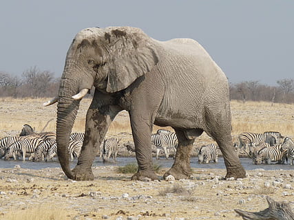 grå, elefant, stående, rock felt, Etosha, namibia, Afrika, dyreliv, safari dyr, natur, dyr, pattedyr, dyr i naturen, savanne, Kenya, safari, Nationalpark, dyreliv reserve, afrikansk elefant, serengeti nationalpark, vildmarksområde, dyre temaer, ingen mennesker, hvirveldyr, dag, gruppe af dyr, dyr kropsdel, sollys, sidebillede, fuld længde, udendørs, dyre trunk, planteædende, støv, tørt klima, dyre familie, 2K, CC0, offentligt domæne, royaltyfrie