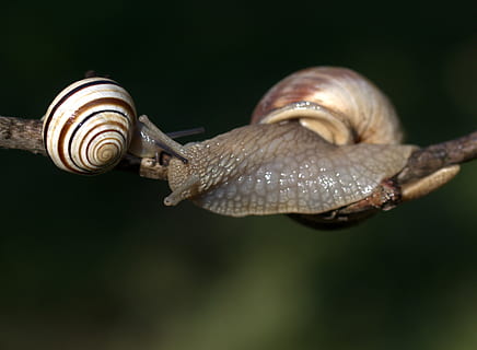 slakken, casey, verslaafd, schelp, hoorns, dier, dierenleven, dierlijke thema's, één dier, weekdier, slak, gastropod, ongewerveld, dieren in het wild, dierlijke lichaamsdeel, dieren schaal, detailopname, verveling, geen mensen, dierlijke antenne, kruipen, natuur, focus op de voorgrond, spiraal, zwarte achtergrond, 2K, CC0, publiek domein, royaltyvrij