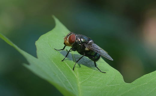 volare, foglia, micro, verde, primo piano, invertebrato, insetto, temi animali, animali allo stato selvatico, fauna selvatica, un animale, animale, parte vegetale, colore verde, avvicinamento, ala animale, mosca domestica, natura, messa a fuoco selettiva, giorno, nessuno, pianta, zoologia, all'aperto, occhio animale, 1080P, CC0, dominio pubblico, privo di copyright