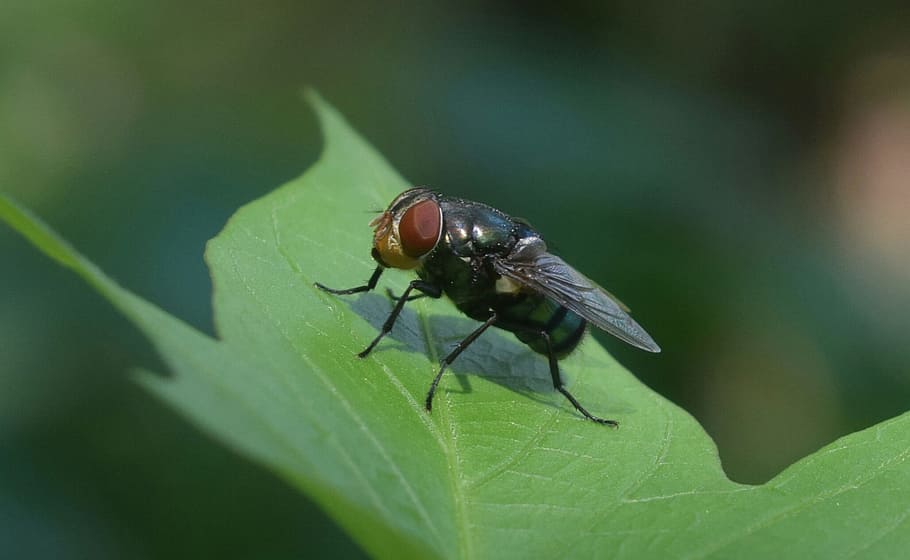volare, foglia, micro, verde, primo piano, invertebrato, insetto, temi animali, animali allo stato selvatico, fauna selvatica, un animale, animale, parte vegetale, colore verde, avvicinamento, ala animale, mosca domestica, natura, messa a fuoco selettiva, giorno, nessuno, pianta, zoologia, all'aperto, occhio animale, 1080P
