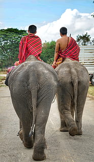 Due, uomo, equitazione, elefante, tailandese, elefanti, andando, casa, Assistenti, persone, all'aperto, mammifero, Festival, Tailandia, retrovisore, persone reali, uomini, due persone, solidarieta, seduta, stili di vita, giorno, lunghezza intera, adulto, vertebrato, giro, fauna selvatica, animali domestici, tronco animale, erbivoro, 5K, CC0, dominio pubblico, privo di copyright