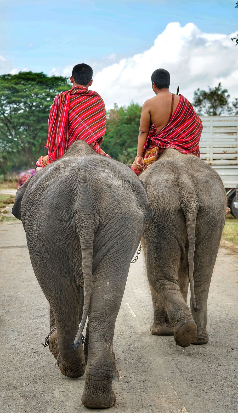 dos, home, muntar a cavall, elefant, tailandès, els elefants, anar, casa, ments, gent, a l'aire lliure, mamífer, Festival, Tailàndia, vista del darrere, persones reals, homes, dues persones, unió, assegut, estils de vida, dia, longitud completa, adult, vertebrats, passeig, fauna animal, animals domèstics, tronc d’animals, herbívors, 5K