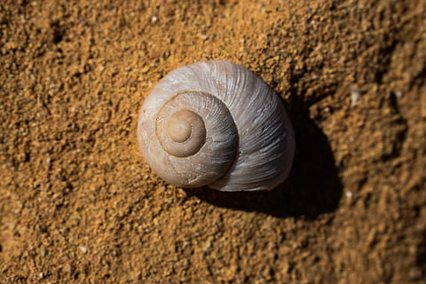fossil, shell, shellfish, nature, seashore, rock, animal, animal wildlife, animal themes, mollusk, invertebrate, close-up, animal shell, spiral, one animal, animals in the wild, no people, gastropod, snail, pattern, solid, day, textured, outdoors, 5K, CC0, public domain, royalty free