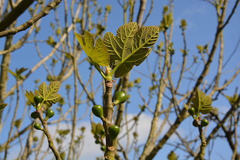 Feigenbaum, Feigenblätter, klein, Feige, Blätter, Baum, Grün, Obst, Natur, Kompott, Laub, Ast, Blatt, Pflanze, Blau, Himmel, draußen, grüne Farbe, Wachstum, keine Leute, Pflanzenteil, Schönheit in der Natur, Flachwinkelansicht, Tag, Nahansicht, Fokus auf den Vordergrund, selektiver Fokus, Ruhe, Sonnenlicht, Zweig, 5K, CC0, gemeinfrei, lizenzfrei