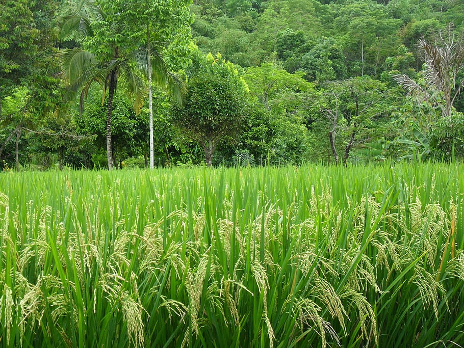 Paddy, Palme, Asien, Java, Grün, grüne Farbe, Landwirtschaft, Natur, Wachstum, Baum, Ernte, Pflanze, Feld, Land, Schönheit in der Natur, Landschaft, Ruhe, ländliche Szene, ruhige Szene, Szenen - Natur, keine Leute, Tag, Umgebung, Bauernhof, Getreidepflanze, draußen, Plantage, 4K