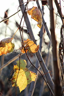 fulles, full, arbre, naturalesa, verd, planta, fullatge, flor, tardor, groc, maple, temporades, tija, vena, viva, sobre blanc, estiu, medi ambient, blau, llum de fons, parc, retroil·luminat, perfecte, bosc, frescor, jardí, creixement, blanc, continent, herba, caure, saludable, pètal, part de la planta, centrar-se en primer pla, primer pla, dia, cap gent, canvi, a l'aire lliure, branca, sec, bellesa a la natura, vena de la fulla, llum solar, elaboració de vins, 5K, CC0, domini públic, lliure de regalies