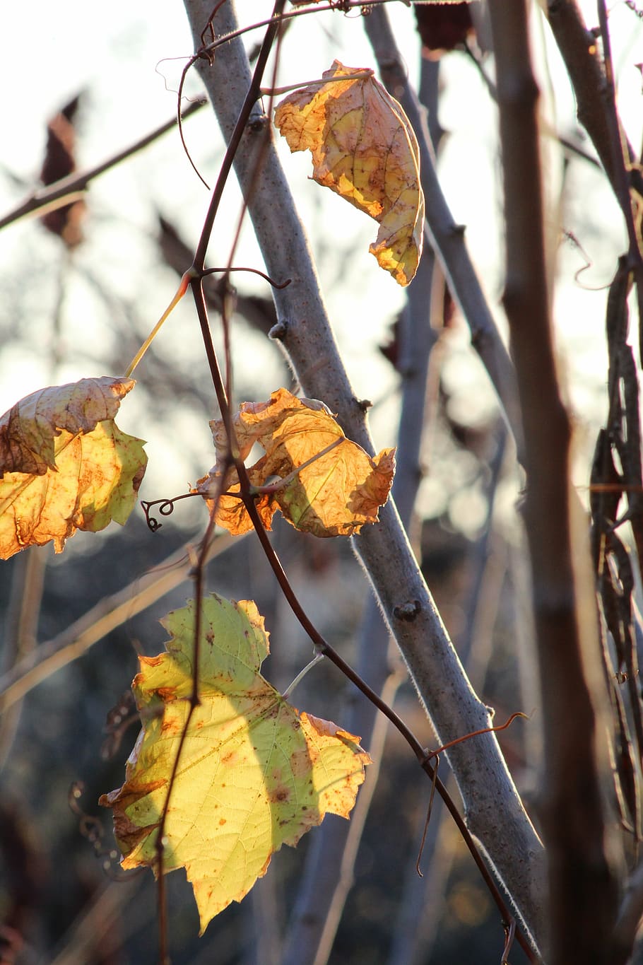 fulles, full, arbre, naturalesa, verd, planta, fullatge, flor, tardor, groc, maple, temporades, tija, vena, viva, sobre blanc, estiu, medi ambient, blau, llum de fons, parc, retroil·luminat, perfecte, bosc, frescor, jardí, creixement, blanc, continent, herba, caure, saludable, pètal, part de la planta, centrar-se en primer pla, primer pla, dia, cap gent, canvi, a l'aire lliure, branca, sec, bellesa a la natura, vena de la fulla, llum solar, elaboració de vins, 5K