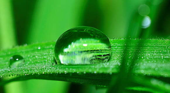 acqua, far cadere, erba, pioggia, natura, bagnato, autunno, pianta, piovere, umidità, umido, piovoso, rubinetto, fluido, foglia, verde, irrigazione, colore verde, messa a fuoco selettiva, nessuno, avvicinamento, riflessione, parte vegetale, trasparente, vulnerabilità, fragilità, filo d'erba, bellezza nella natura, vetro - materiale, all'aperto, rugiada, purezza, goccia di pioggia, 2K, CC0, dominio pubblico, privo di copyright