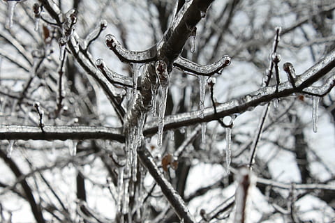 icicles, buz, ağaç, dış mekan, Aralık, güzel, kış, don, bitki, soğuk hava, şube, kar, ön plana odaklanmak, dondurulmuş, doğa, kapatmak, insansız, gün, doğada güzellik, çıplak ağaca, huzur, dal, açık havada, seçici odak, kar fırtınası, buz saçağı, 4K, CC0, kamu malı, telif ücretsiz