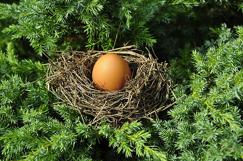 marron, Oeuf, nid, prise, optimisation, dimensions, en forme, fils unique, emballage, doux, sortie, la nature, personne, en plein air, croissance, arbre, journée, fragilité, fermer, fraîcheur, aliments, plante, Nourriture et boisson, couleur verte, bien-être, alimentation saine, nid animal, vue grand angle, vulnérabilité, oeuf animal, 4K, CC0, domaine public, libre de droits