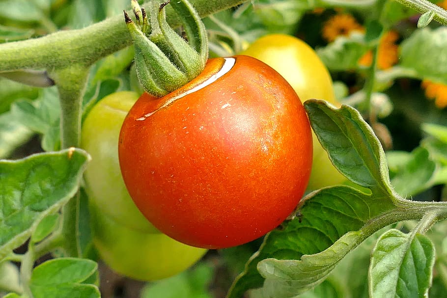 roșie, fruct, roșu, delicios, legume, grădină, alimente, fructe, natură, mânca, vitamine, recolta, copt, gradina de legume, vegetarian, piaţă, nachtschattengewächs, plantă, structuri, planta de tomate, frunze, nutriție, sănătos, tomatenrispe, mancare si bautura, mâncat sănătos, prospeţime, vegetal, agricultură, parte a plantelor, creştere, bunăstare, a închide, Culoarea verde, nici o persoana, organic, în aer liber, gradinarit, 5K