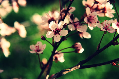 hvit-og-rosa petaled blomst, selektiv, fokus fotografering, kirsebær, grener, makro, nostalgi, grønn, rosa, rød, vår, varm, parfyme, søt, april, vårfeber, blomstringstid, blomst, anlegg, blomstrende plante, skjønnhet i naturen, vekst, sårbarhet, skjørhet, nærbilde, fokusere på forgrunnen, friskhet, natur, gren, tre, ingen folk, dag, petal, blomstre, blomsterhodet, utendørs, våren, pollen, 2K, CC0, offentlig domene, opphavsrett gratis