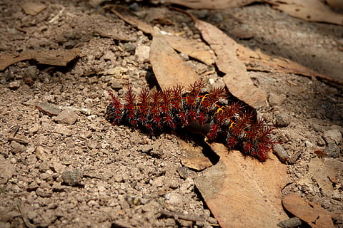 rød, sort, moth caterpillar, tørret, blad, kokon, larve, insekt, makro, jorden, natur, et dyr, dyr i naturen, sand, dyre temaer, ingen mennesker, dyreliv, dag, udendørs, tæt på, dyr, hvirvelløse, jord, høj vinkel visning, solid, sollys, klippe, selektiv fokusering, smuds, 4K, CC0, offentligt domæne, royaltyfrie