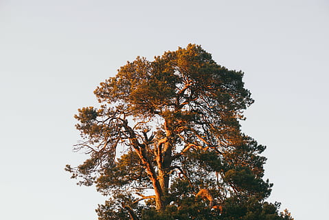 gałęzie, Natura, drzewo, niebo, roślina, piękno natury, spokój, niski kąt widzenia, żadnych ludzi, czyste Niebo, wzrost, spokojna scena, scenics - natura, na dworze, jesień, Oddział, scena pozamiejska, dzień, zmiana, idylliczny, kopia przestrzeń, wierzchołek drzewa, sosna, drzewo iglaste, 5K, CC0, domena publiczna, darmowe zdjęcia