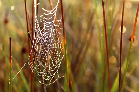 spiderweb, web, spider, cobweb, dew, water, drops, droplets, grass, spider web, focus on foreground, fragility, close-up, plant, vulnerability, nature, beauty in nature, no people, drop, day, selective focus, growth, wet, intricacy, tranquility, outdoors, pattern, complexity, 5K, CC0, public domain, royalty free