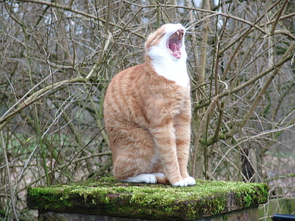 gato bostezando, gato, bostezo, un animal, temas de animales, animal, mamífero, Gato domestico, felino, árbol, mascotas, vertebrado, planta, nacional, animales domesticos, nadie, día, boca abierta, boca, naturaleza, sentado, bostezando, Gato anaranjado, bigotes, 1080P, CC0, dominio público, libre de derechos