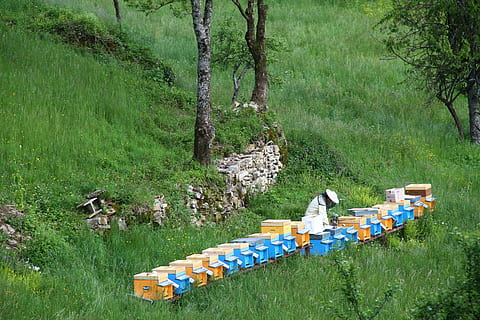beekeeper, api, honey, plant, land, tree, grass, field, nature, growth, green color, day, beauty in nature, forest, outdoors, trunk, environment, tree trunk, seat, high angle view, one person, tranquility, wood - material, 5K, CC0, public domain, royalty free