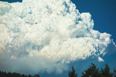lav, vinkelfotografering, hvid, skyer, træer, grøn, blå, himmel, dagtimerne, cloudscape, fnug, sky fluff, dramatisk himmel, landskab, natur, Sky, sky - himmel, skønhed i naturen, ingen mennesker, hvid farve, træ, dag, scenics - natur, udendørs, miljø, fluffy, ro, baggrunde, atmosfære, rolig scene, blødhed, magt i naturen, meteorologi, 5K, CC0, offentligt domæne, royaltyfrie