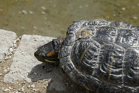 tartaruga, tartaruga d'acqua, crogiolarsi, panzer, guscio di tartaruga, disegno, acqua, stagno, animale, lago, rettile, riposo, viso, ritratto, zoo, creatura, allo stagno, Sulla spiaggia, blindato, sull'acqua, animali allo stato selvatico, guscio di animale, vertebrato, conchiglia, fauna selvatica, temi animali, un animale, giorno, nessuno, avvicinamento, concentrarsi sulle conoscenze acquisite, natura, vista dall'alto, anfibio, all'aperto, testa di animale, marino, 5K, CC0, dominio pubblico, privo di copyright