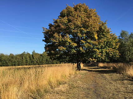 cielo blu, blu, albero, albero, sentiero, lande, erba, cielo, blu, albero, sentiero, campo, agricoltura, azienda agricola, natura, pianta, terra, crescita, la tranquillità, scena tranquilla, bellezza nella natura, paesaggio, scenics - natura, ambiente, scena non urbana, cielo sereno, nessuno, giorno, luce del sole, all'aperto, 2K, CC0, dominio pubblico, privo di copyright
