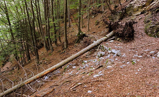 outono, árvore, floresta, raízes, fim, terra, plantar, tranquilidade, beleza na natureza, tronco, tronco de árvore, cena tranquila, scenics - natureza, cena não urbana, ninguém, natureza, dia, crescimento, meio Ambiente, panorama, controlo remoto, ao ar livre, 4K, CC0, domínio público, royalty free