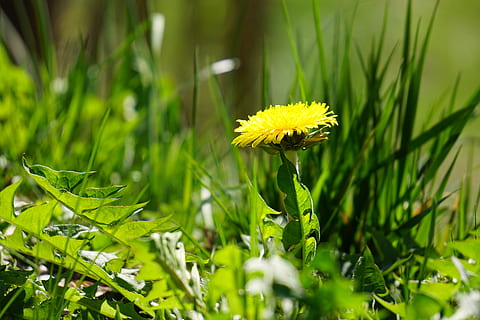 dandelion, yellow, open, spring, meadow, bloom, blossom, flower, nature, plant, flowering plant, beauty in nature, freshness, growth, green color, fragility, vulnerability, close-up, flower head, inflorescence, selective focus, petal, plant part, leaf, no people, springtime, outdoors, 5K, CC0, public domain, royalty free