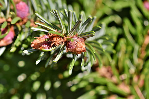 fyrgren, motor, nåle, afdeling, gran, natur, nåletræ gren, Periwinkle, nåletræ, nål gren, plante, blomst, skønhed i naturen, blomstrende plante, vækst, friskhed, tæt på, grøn farve, skrøbelighed, ingen mennesker, sårbarhed, dag, selektiv fokusering, udendørs, lyserød farve, plante del, blad, fokus på forgrunden, sollys, blomsterhoved, lilla, 5K, CC0, offentligt domæne, royaltyfrie