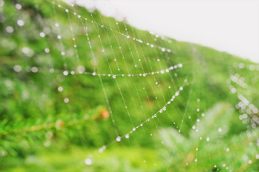 Spinnennetz, Natur, Makro, Spinne, Netz, Grün, Insekt, Garten, detailliert, Tau, Licht, Tropfen, Ballaststoff, grüne Farbe, fallen, Wasser, Fokus auf den Vordergrund, Zerbrechlichkeit, nass, Nahansicht, Pflanze, Schönheit in der Natur, Verletzlichkeit, Frische, keine Leute, Regen, draußen, selektiver Fokus, Gras, Reinheit, Komplexität, Regentropfen, 4K