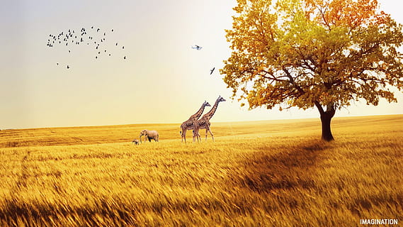 zwei, Giraffe, Gehen, Grasfeld Foto, Felder, Elefant, Vogel, Natur, afrikanisch, Tier, Wärme, Tierwelt, glücklich, Design, Safari, wild, Tierthemen, Pflanze, Feld, Wirbeltier, Gruppe von Tieren, Himmel, Tiere in freier Wildbahn, Baum, Land, Säugetier, Gras, Landschaft, Wachstum, Umgebung, Schönheit in der Natur, Haustiere, Landwirtschaft, draußen, 2K, CC0, gemeinfrei, lizenzfrei