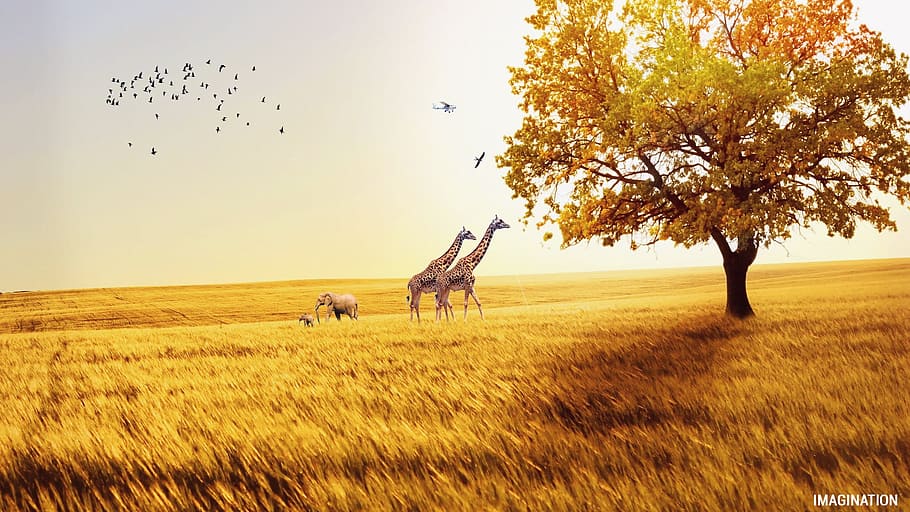 dos, girafa, caminar, foto de camp de gespa, camps, elefant, ocell, naturalesa, africà, animal, calor, vida salvatge, feliç, disseny, safari, salvatge, temes d'animals, planta, fauna animal, camp, vertebrats, grup d’animals, cel, animals a la natura, arbre, terra, mamífer, herba, paisatge, creixement, medi ambient, bellesa a la natura, animals domèstics, agricultura, a l'aire lliure, 2K