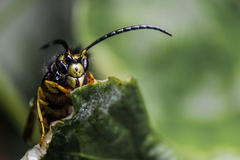 le foglie, ape, insetto, vespa, avvicinamento, fauna selvatica, temi animali, animale, animali allo stato selvatico, un animale, invertebrato, pianta, natura, parte vegetale, nessuno, colore verde, foglia, messa a fuoco selettiva, parte del corpo animale, macro, giorno, bellezza nella natura, concentrarsi sulle conoscenze acquisite, gamba animale, occhio animale, 2K