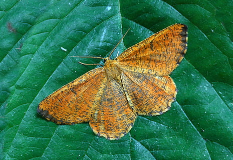 ćma, makro, lepidoptera, brytyjski, Natura, owad, skrzydełka, Pomarańczowy, liść, motyl - owad, zielony kolor, roślina, jedno zwierzę, zwierzęta na wolności, tematy zwierzęce, zwierzęca przyroda, część rośliny, bezkręgowy, skrzydło zwierzęce, piękno natury, zbliżenie, zwierzę, żadnych ludzi, dzień, żyła liściowa, wysoki kąt widzenia, na dworze, motyl, odchodzi, 5K, CC0, domena publiczna, darmowe zdjęcia