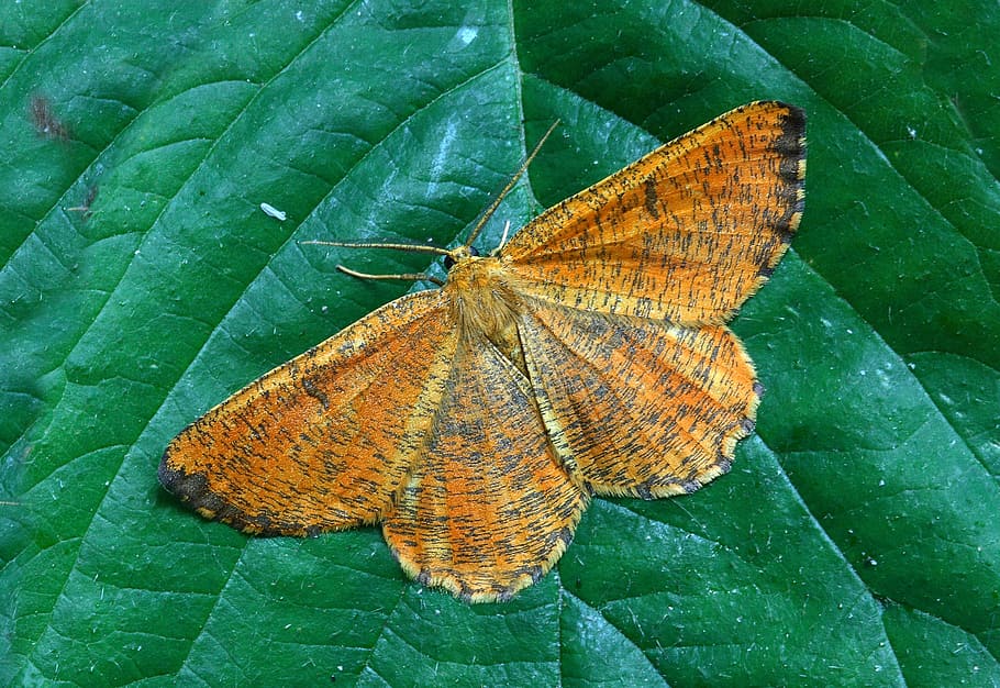 ćma, makro, lepidoptera, brytyjski, Natura, owad, skrzydełka, Pomarańczowy, liść, motyl - owad, zielony kolor, roślina, jedno zwierzę, zwierzęta na wolności, tematy zwierzęce, zwierzęca przyroda, część rośliny, bezkręgowy, skrzydło zwierzęce, piękno natury, zbliżenie, zwierzę, żadnych ludzi, dzień, żyła liściowa, wysoki kąt widzenia, na dworze, motyl, odchodzi, 5K
