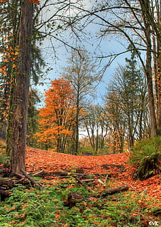 arancia, alberi, capannone, autunno, fra, nascosto, natura, albero, foresta, foglia, Paesaggi, pianta, terra, la tranquillità, bellezza nella natura, scena tranquilla, modificare, crescita, scenics - natura, colore arancione, nessuno, giorno, scena non urbana, tronco d'albero, tronco, paesaggio, campo, all'aperto, bosco, 720P, CC0, dominio pubblico, privo di copyright