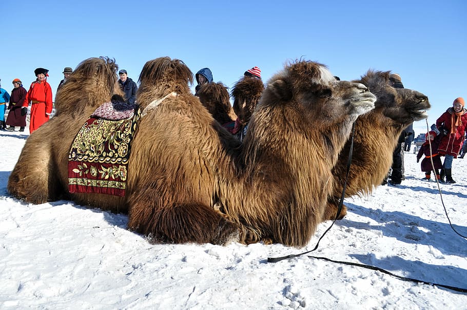 marró, camell, blanc, sorra, blau, hores, hivern, bactrian, mongolia, animal, naturalesa, neu, a l'aire lliure, turisme, fred, mamífer, cel, pell, bèstia, cultures, camell dromedari, festa tradicional, temes d'animals, animals domèstics, grup d’animals, dia, mascotes, llum solar, temperatura de fred, nacional, bestiar, camp, vertebrats, terra, herbívors, roba calenta, 4K