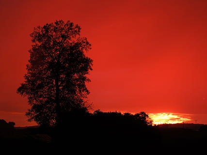 tramonto, albero, orizzontalmente, pianta, silhouette, bellezza nella natura, cielo, scenics - natura, nessuno, la tranquillità, scena tranquilla, natura, colore arancione, notte, terra, scena non urbana, all'aperto, crescita, rosso, idilliaco, paesaggio, Pino, albero di conifere, cielo romantico, 4K, CC0, dominio pubblico, privo di copyright