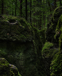 verde, rocce muschiose, alberi, muschio, foresta, bemoost, natura, selvaggio, foresta delle fiabe, foresta magica, druido boschetto, albero, all'aperto, paesaggio, colore verde, bosco, Paesaggi, pianta, bellezza nella natura, terra, crescita, roccia, la tranquillità, nessuno, roccia - oggetto, solido, scenics - natura, scena tranquilla, acqua, giorno, scena non urbana, fluente, foresta pluviale, acqua corrente, 1080P, CC0, dominio pubblico, privo di copyright