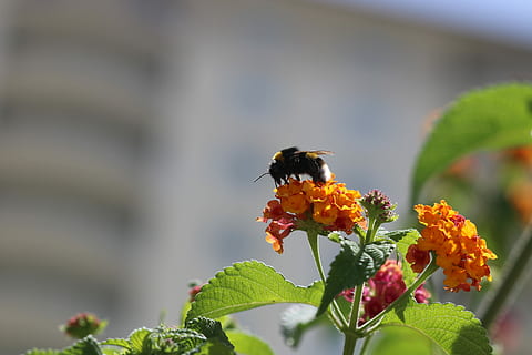 abeille, fleur, vert printanier, macro, printemps, vert, la nature, plante, jardin, insecte, un animal, croissance, journée, plante à fleurs, beauté dans la nature, fraîcheur, vulnérabilité, thèmes animaux, invertébré, fragilité, fermer, la faune des animaux, tête de fleur, animal, se concentrer sur le premier plan, animaux à l'état sauvage, pétale, partie de la plante, personne, pollinisation, Lantana, 5K, CC0, domaine public, libre de droits
