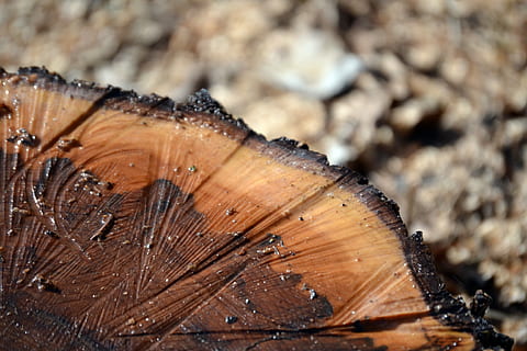 Stumpf, Frühling, braun, Nahansicht, Holz - Material, keine Leute, Natur, Tag, Baum, texturiert, draußen, Schönheit in der Natur, Winter, High Angle View, selektiver Fokus, Wasser, kalte Temperatur, Pflanze, Lebensmittel, wirbellos, Land, Reinheit, 4K, CC0, gemeinfrei, lizenzfrei