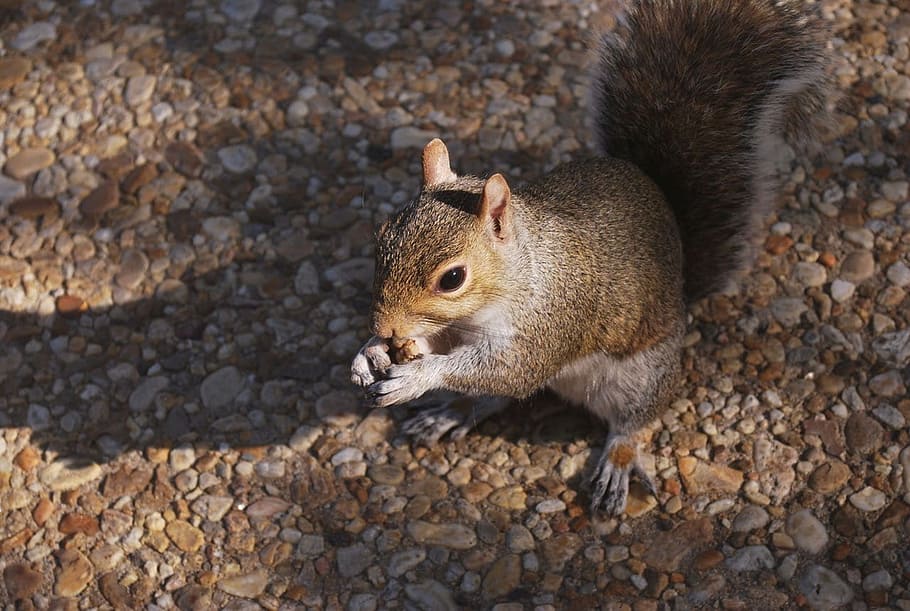 squirrel, animal, tail, gray, rodent, fur, animal wildlife, one animal, no people, animals in the wild, mammal, close-up, high angle view, day, nature, eating, outdoors, vertebrate, food, solid, side view, 720P