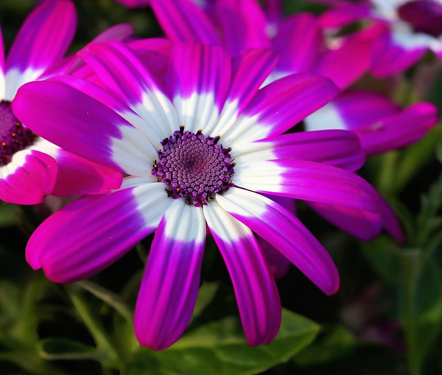 flor, florir, porpra, tancar, color, colorit, intensiu, jardí, bonic, planta amb flors, fragilitat, frescor, pètal, vulnerabilitat, planta, inflorescència, creixement, bellesa a la natura, cap de flor, primer pla, pol·len, naturalesa, centrar-se en primer pla, color rosa, cap gent, osteospermum, gazania, 4K